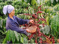 Vietnam Coffee Day 2018: sustainable coffee development