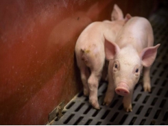 Key issues in designing feed for antibiotic-free pork
