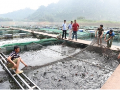 Hướng làm giàu từ cá đặc sản tại Tuyên Quang