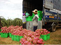 Price of dragon fruit falls dramatically