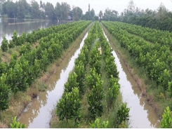 12,593 hectare of low-yield rice fields converted into orchards