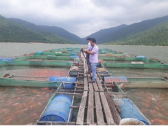 Nâng cao chất lượng cá nuôi trong hồ chứa tại Bình Định