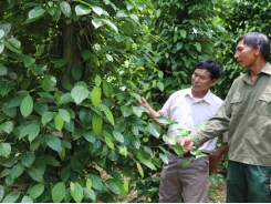 Pepper farmers switch to other crops as price declines