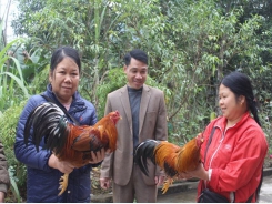 Nông dân Lục Yên chăm sóc gà sống thiến phục vụ tết