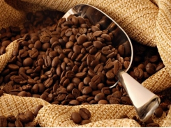 Price of exported coffee went down sharply and no sign of stopping