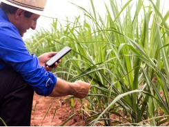 Feeding highly digestible sugarcane silage may improve cattle intake, rumen passage