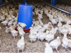 Activity level of broilers decreases as birds age