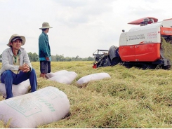 Vietnamese firms struggle to export more farm produce to China