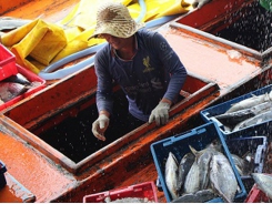 Cà Mau’s direction for a responsible fishery industry