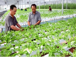 Hanoi needs to remove barriers to develop high-tech agriculture