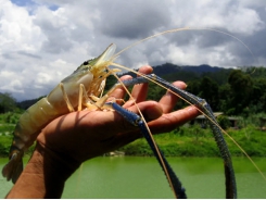 Giant river prawns: a fresh approach for global shrimp farming?