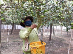 Ninh Thuận expanding jujube cultivation, setting up value chain for fruit
