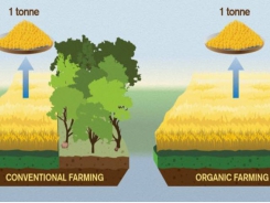 Organic food called worse for climate