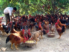 Expanding consumption market to Yen The hill chicken