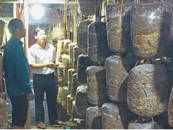 Oyster mushroom cultivation brings high income
