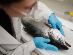 Researchers look to new ways to tackle CMS in salmon