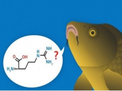 Method developed to protect carp from ammonia