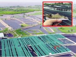 Organic shrimp produced in CPF-Combine farms