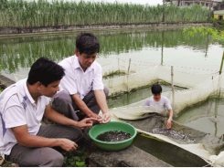 Chăm sóc cá giống trong mùa đông