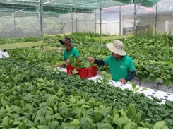 Trà Vinh focuses on developing quality seeds, seedlings