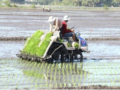 Nhân rộng canh tác lúa thông minh