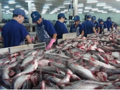 Vietnam to face tough competition from India in tra fish exports