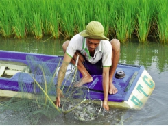 Tôm sinh thái - Chi phí thấp, giá bán cao