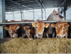 Oregano extract may improve feeding rate, milk production in Jersey cows