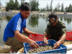 Nuôi ốc hương lãi tiền tỷ ở vùng ven biển Quảng Bình