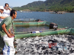 Bình Định strictly control its cage aquaculture