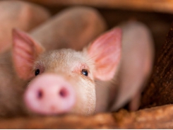 Fungal fermented rye may reduce reliance on antibiotics in pigs