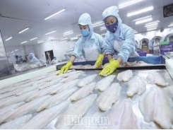 The US accept the equivalent system: great opportunity of export of Vietnamese Pangasius
