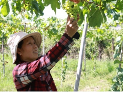 Ninh Thuận farmers grow more foreign grape varieties
