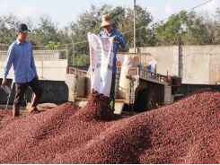 Coffee export price is lowest in recent ten years