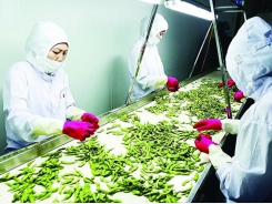 Implementation of CPTPP and EVFTA: Vietnamese agricultural products overcome technical