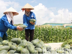 Building digitalization map for concentrated farming area