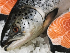 New sources of omega-3 safe to use in fish feed