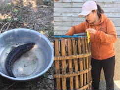Làm giàu từ cá lóc bông