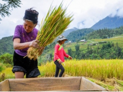 Vietnamese rice wins World's Best Rice Contest 2019