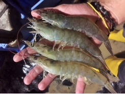 Promising results in shrimp fed plant-based replacements for fishmeal