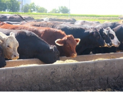 New feeding model explored for US cattle feedlots