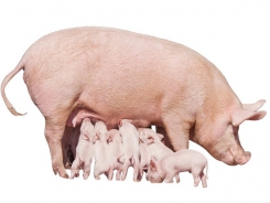 Can we increase the birth weight of piglets through feeding interventions in sows in early