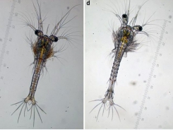 Ảnh hưởng tảo độc đến ấu trùng tôm thẻ chân trắng