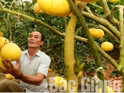 Luc Ngan: More than 26,000 fruit growing households granted with VietGAP and GlobalGAP