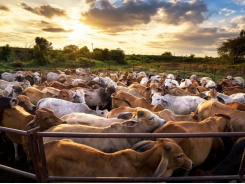 Brazil: Low feed prices could expand feedlot cattle production