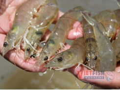Bạc Liêu earns more profit from extensive shrimp farming