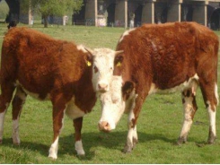 Researchers listen in on 'conversations' between calves and their mothers