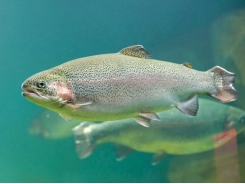 Supplemental β-glucan may mitigate enteritis in farmed trout