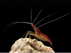 Shrimp heal injured fish