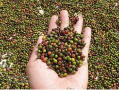 Int’l pepper conference opens in Ba Ria-Vung Tau